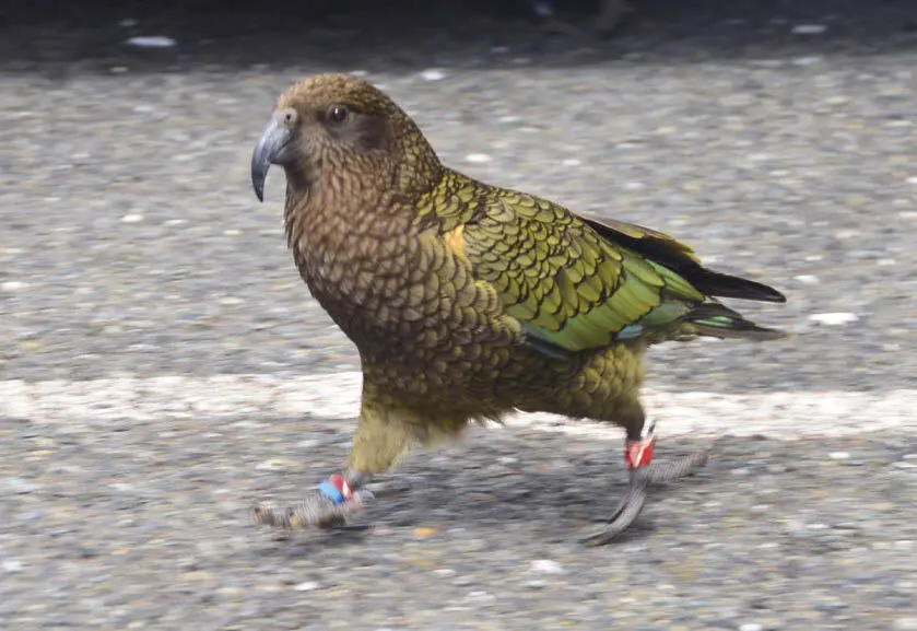 Ein furchtloser Kea Auf dem Weg zum Wagen läuft ein Kiwi über den Parkplatz - фото 72