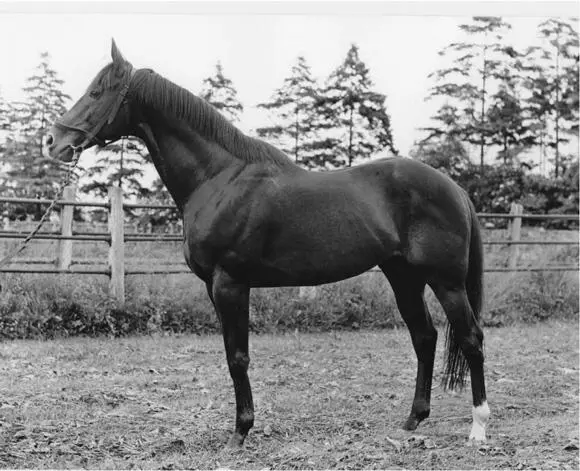 Zigeunersohn 1965 von Grande aus der Zigeunerkind Foto Siegfried Müller - фото 21