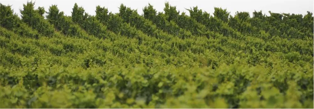 Einführung Wo aber der Wein fehlt stirbt der Reiz des Lebens Diese Worte des - фото 10