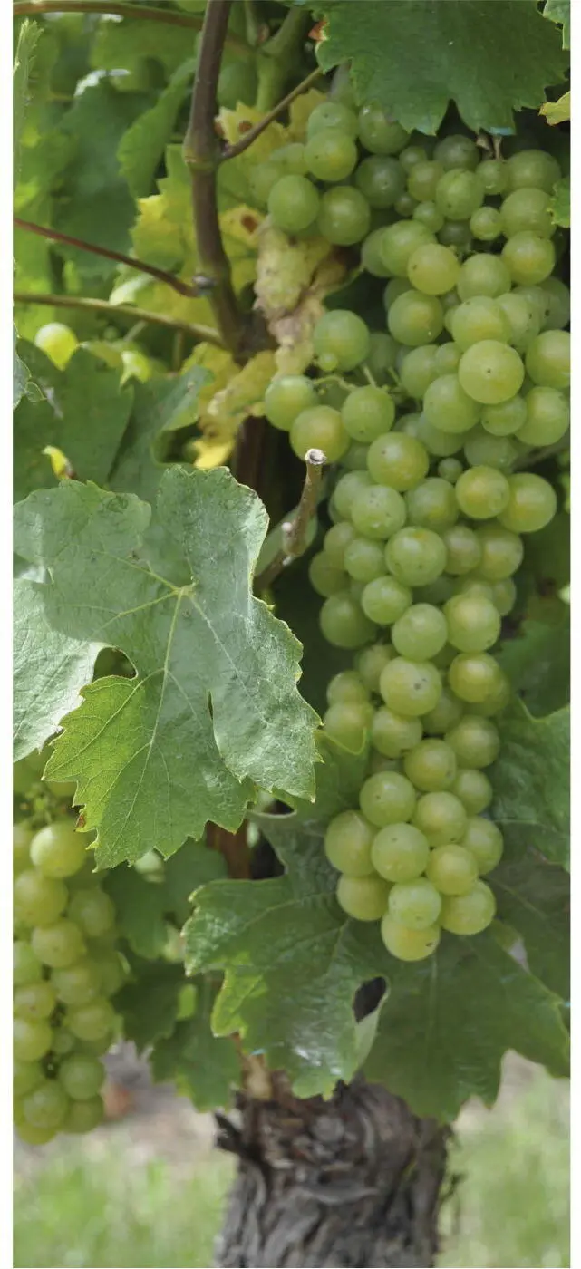 Die Untersuchung hat gezeigt wo Wein während des 1 Jts v Chr in der - фото 35