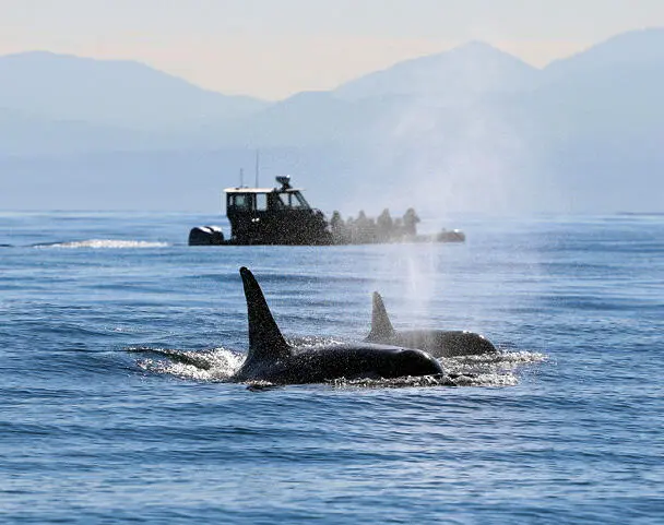 Zwei Orcas in der Juan de Fuca Strait Reisetipp 4 Victoria Fairmont Empress - фото 25