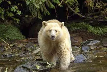 Auf der Suche nach den Kermodebären im Great Bear Rainforest 69 Dempster - фото 9