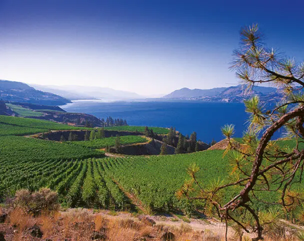 Der Okanagan Lake sorgt für ein mildes Klima und damit für prima Weintrauben - фото 39