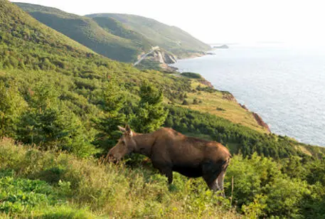 Tierische Begegnung am Cabot Trail Reisen Eine Reise durch British Columbia - фото 2