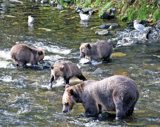 Im Knight Inlet fischen sich Grizzlys frischen Lachs aus dem Wasser Reisetipp - фото 28