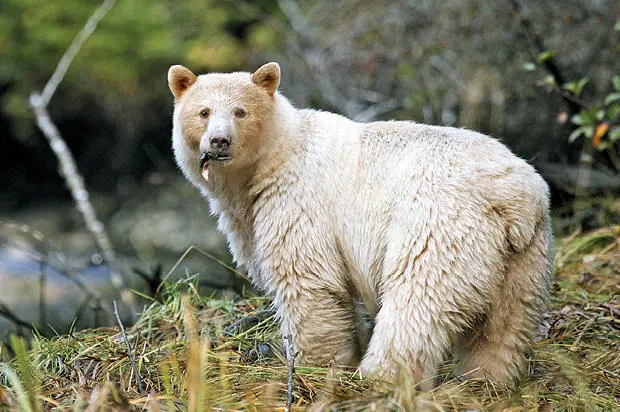 Ein seltener Anblick ein weiß befellter Spirit Bear Reisetipp 12 Haida - фото 34