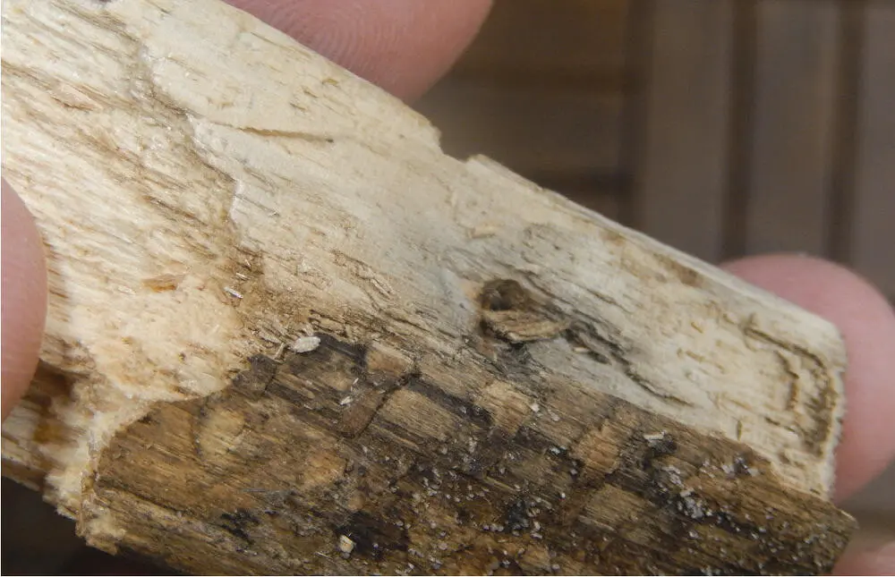 Das Holz ist zum Teil so porös und bröselig dass man die Holzstücke zwischen - фото 4