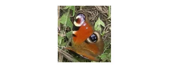 Автор фото Анабелла Го Ловлю беретом бабочку Потом несу домой Ты не - фото 2
