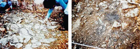 Detalle del proceso de limpieza de la hojarasca que estaba encima de los pisos - фото 70