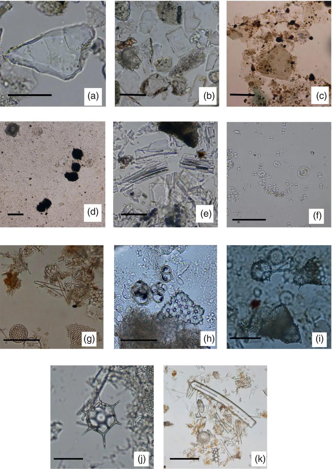 FIGURE 23 Photos of minerals volcanic glass and microfossils as seen - фото 9