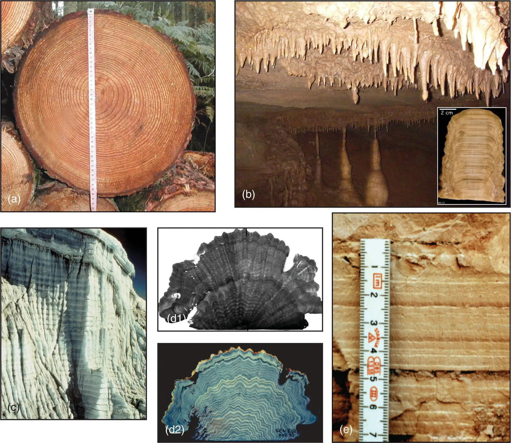 FIGURE 11 Cross sections a view perpendicular to growth or accumulation of - фото 4