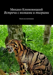 Михаил Климовицкий - Встречи с волками и тиграми. Охота на охотников