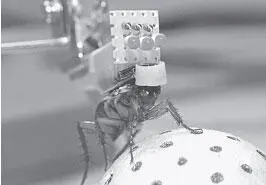 Рис 17 RoboRoach Роботаракан Управление движением таракана через вживленный - фото 20