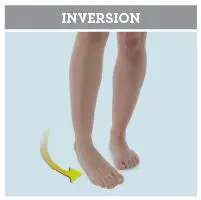 Éversion mouvement par lequel la pointe et la plante du pied sorientent vers - фото 13