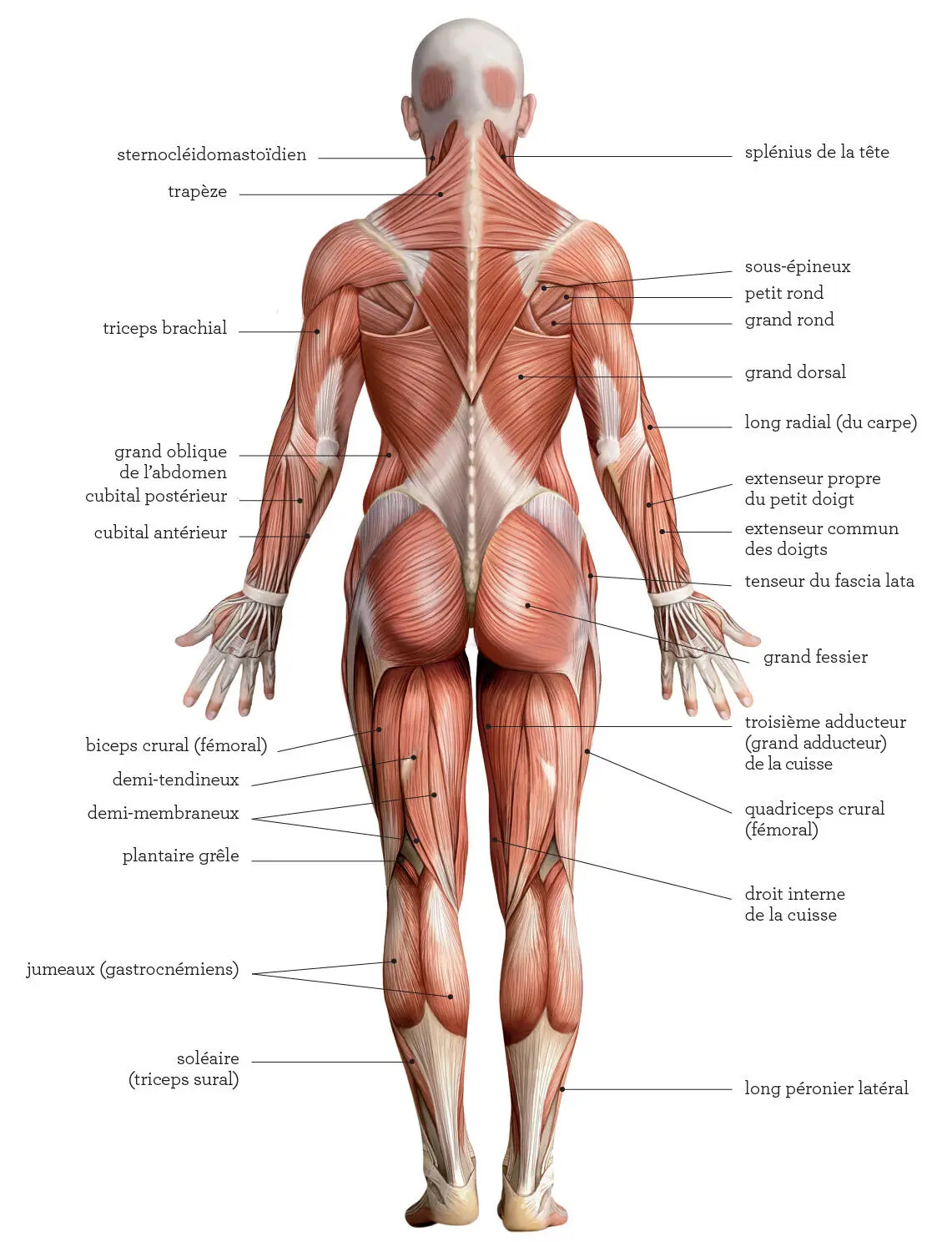 Plans du mouvement Avant de commencer il est utile de définir un certain - фото 8