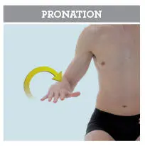 Supination mouvement opposé au précédent il implique une rotation de - фото 23