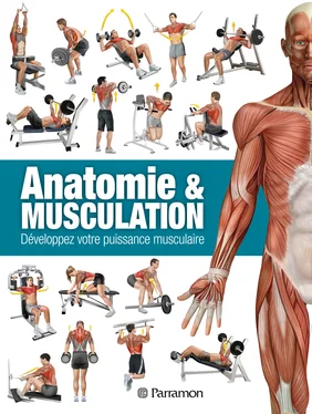 Ricardo Cánovas Linares Anatomie & Musculation обложка книги