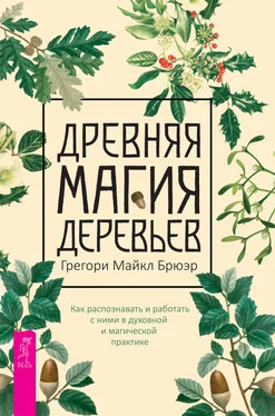 Грегори Майкл Брюэр Древняя магия деревьев. Как распознавать и работать с ними в духовной и магической практике обложка книги