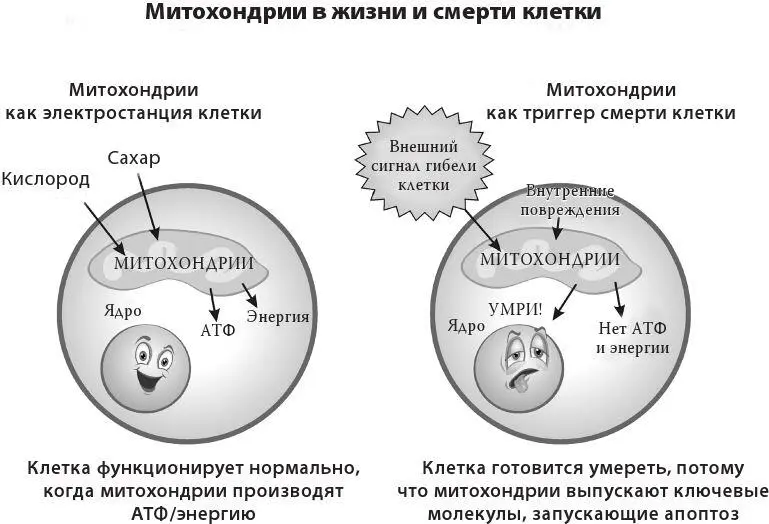 Также вам будет полезно немного узнать об АТФ Митохондрии производят - фото 1