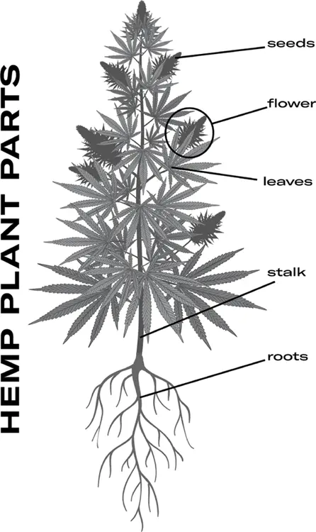 Courtesy of Poplar FIGURE 21The hemp plant Seeds Hemp seeds are generally - фото 23