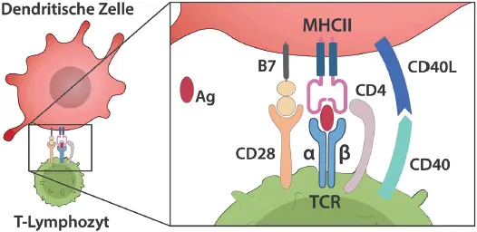 Abb 33 Die immunologische Synapse die Aktivierung von TLymphozyten - фото 30