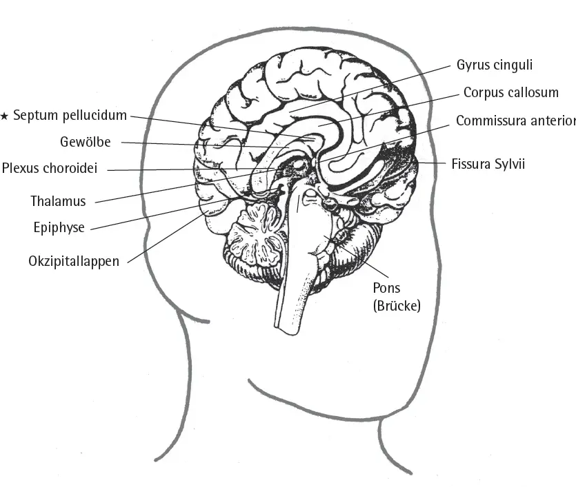 Abb 2 Die Lage des Septum pellucidum Von vorne nach hinten und von Seite zu - фото 3