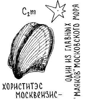 Эта необычная поза связана с тем что хориститу как и всем другим обитателям - фото 22