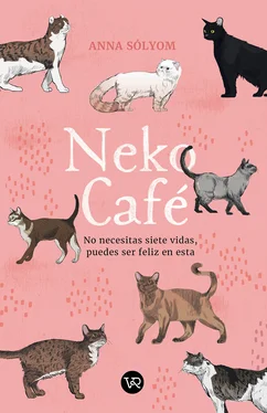 Anna Sólyom Neko Café обложка книги