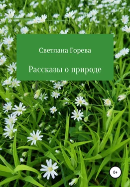 Светлана Горева Рассказы о природе обложка книги