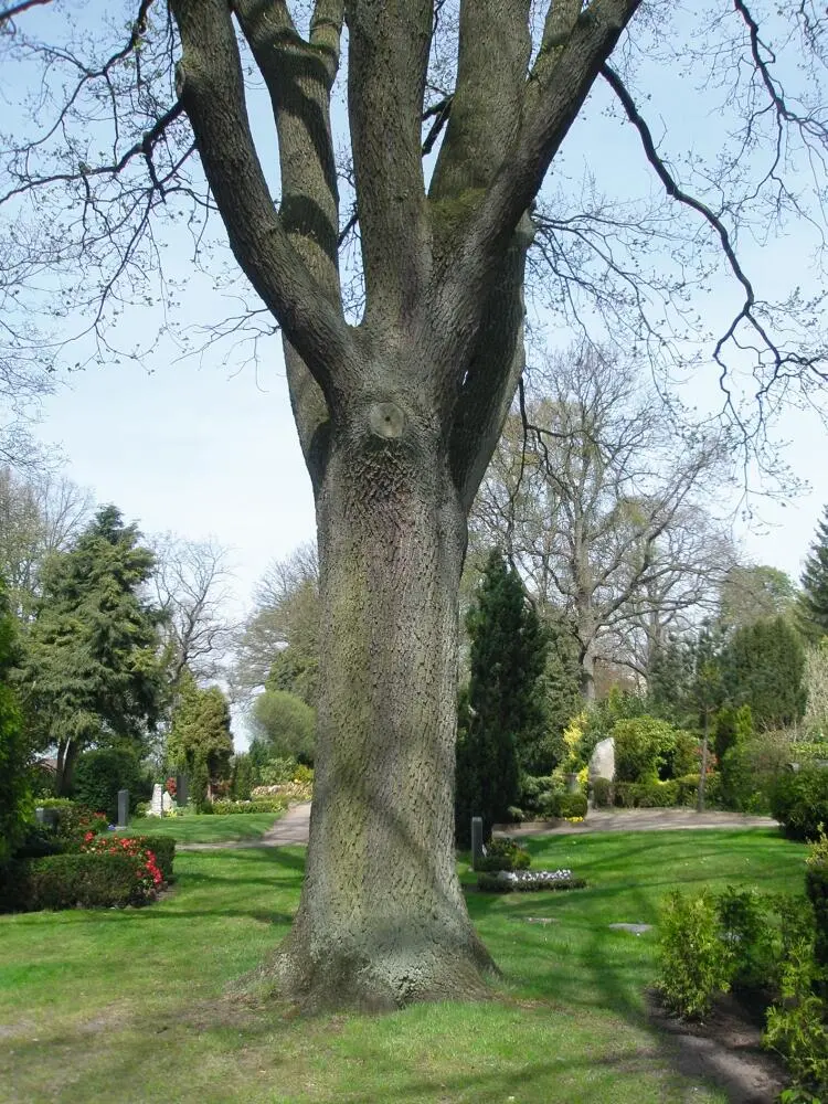 Bild 12 Der Bestattungsbaum auf dem Friedhof Mölln Quelle Norbert Fischer - фото 21