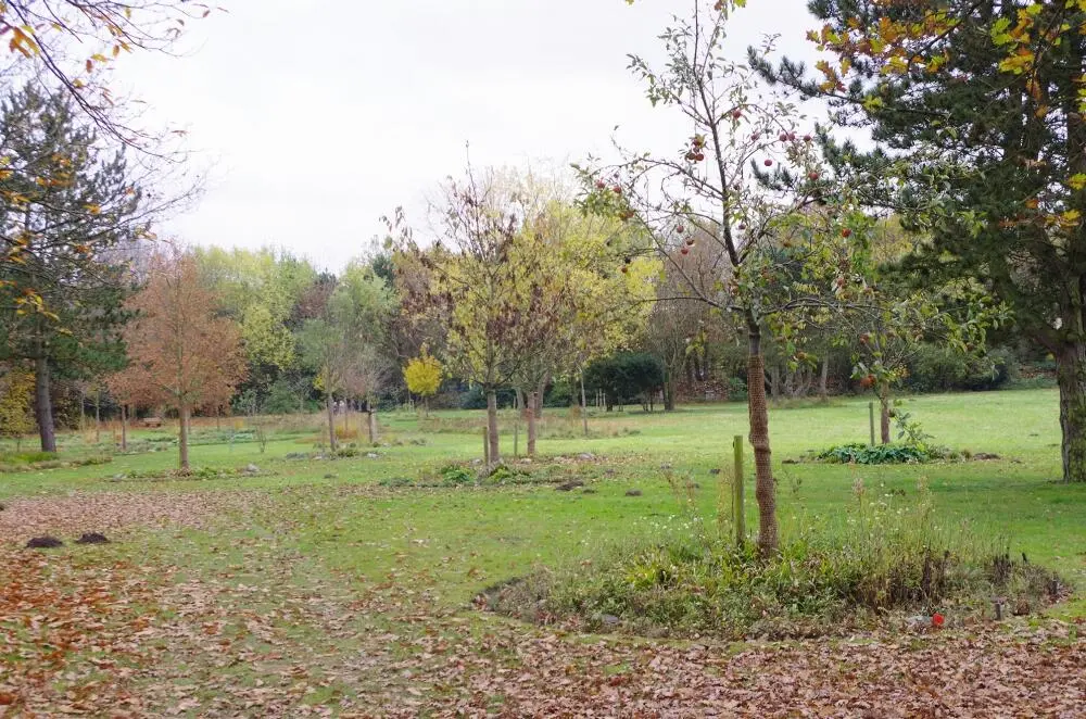 Bild 15 Die Wildblumenwiese auf dem Neuen Teil des Friedhofs Ahrensburg - фото 24