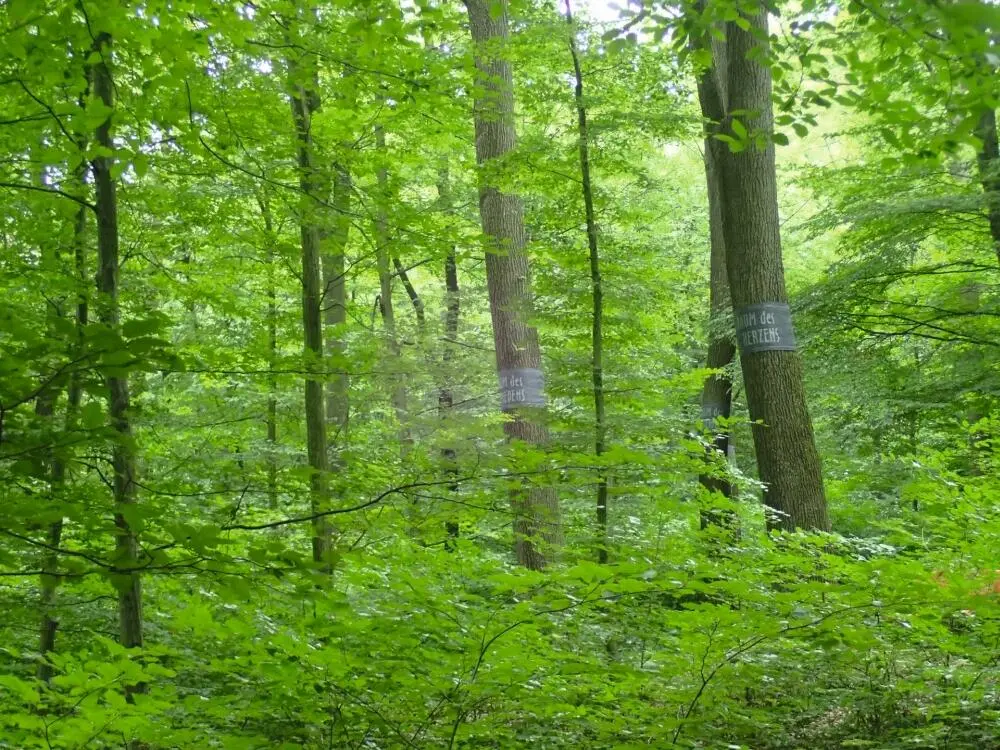Bild 6 Der Wald der Ewigkeit Quelle Norbert Fischer Bild 7 - фото 15
