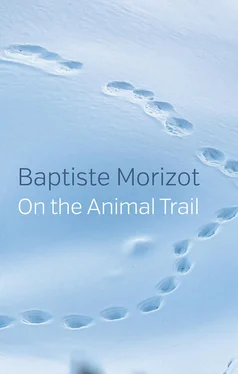 Baptiste Morizot On the Animal Trail обложка книги