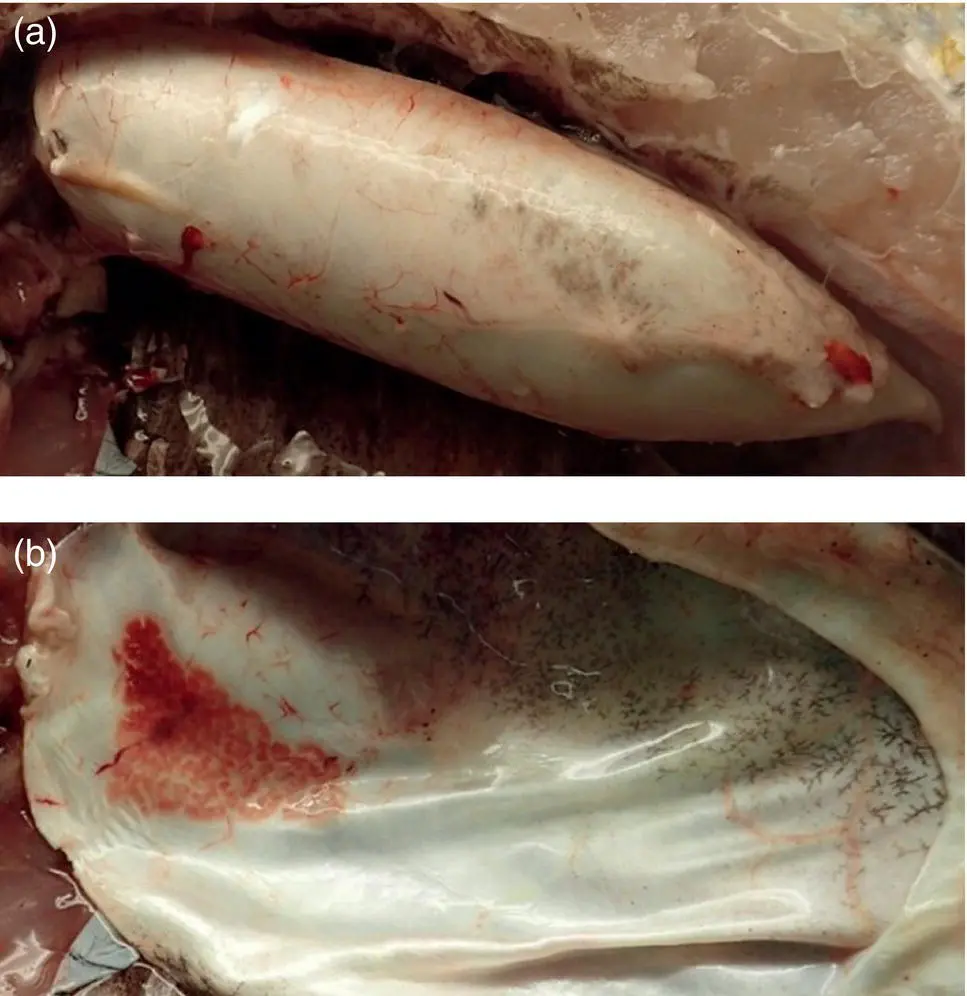 Figure A14 Intact a and incised b swim bladder of a bluestriped grunt - фото 5
