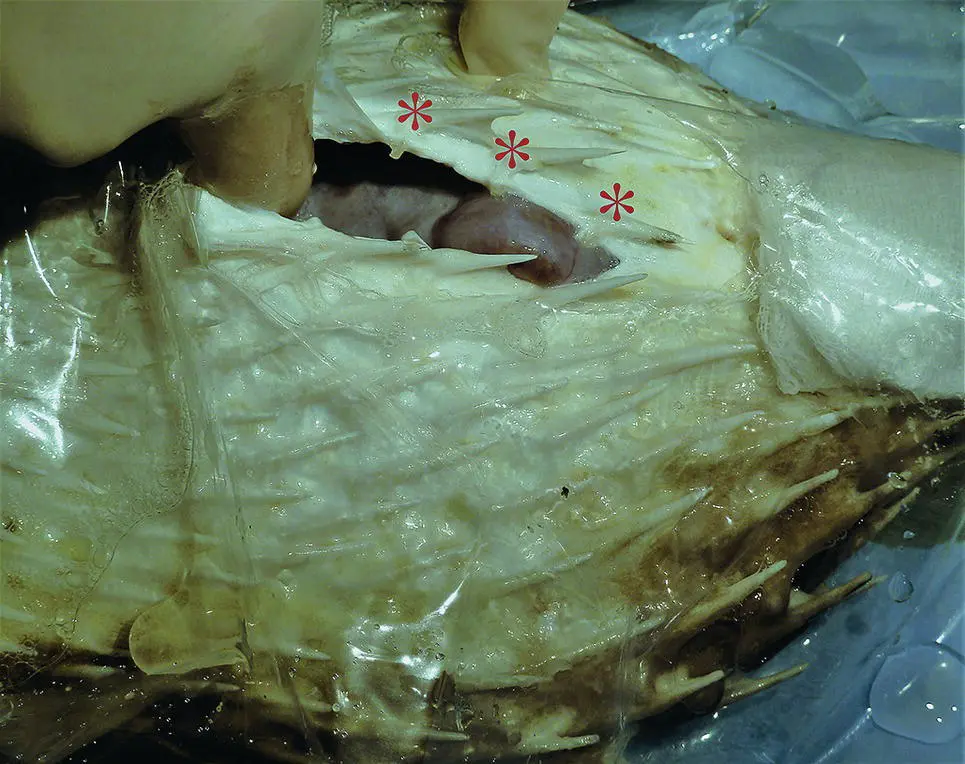 Figure A11 Coeliotomy in a porcupinefish Diodon holocanthus showing the - фото 2