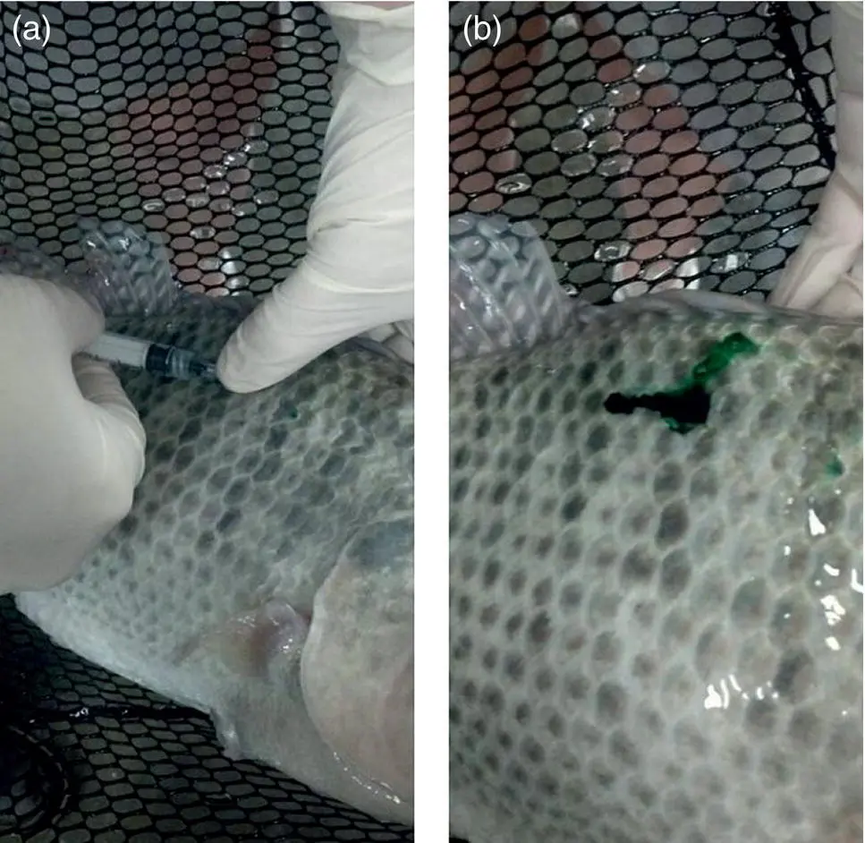Figure A13 Leakage of drug with green marker following intramuscular injection - фото 4