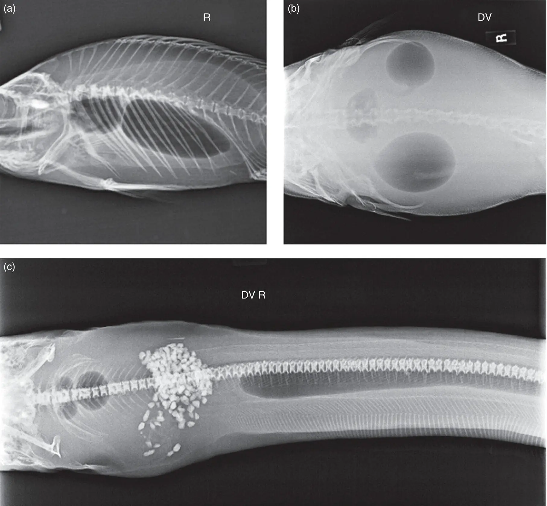 Figure A15 Swim bladder variations including two lobes in a spangled grunter - фото 6