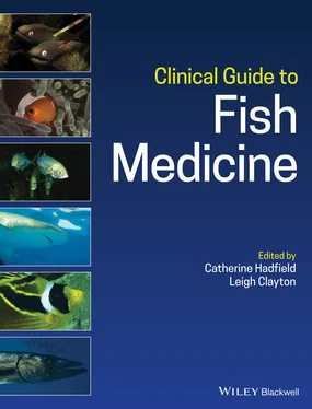 Неизвестный Автор Clinical Guide to Fish Medicine обложка книги