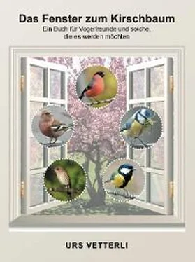Urs Vetterli Das Fenster zum Kirschbaum обложка книги