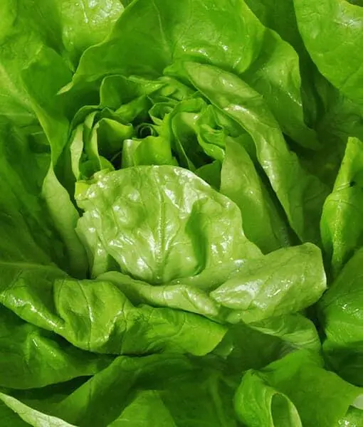 Salat Etwas grün darf nicht fehlen Er sorgt für einen bunten Farbklecks - фото 10