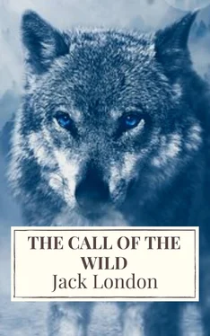 Jack London The Call of the Wild: The Original Classic Novel обложка книги