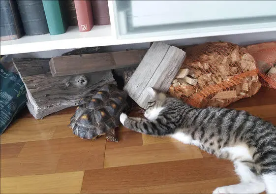 Haar werkkamer die aan de huiskamer grenst stinkt naar kattenpis maar ze - фото 1