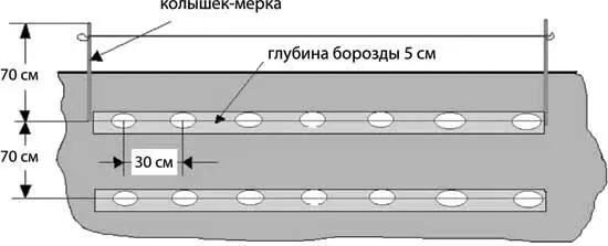 Схема посадки гребнем Посадку надо проводить сразу после перепахивания земли - фото 20