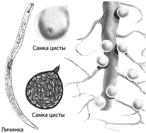 Самки картофельной нематоды на корне картофеля На территории России в основном - фото 45