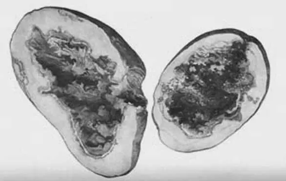 Клубень пораженный внутренней гнилью В зависимости от видов грибов или - фото 66