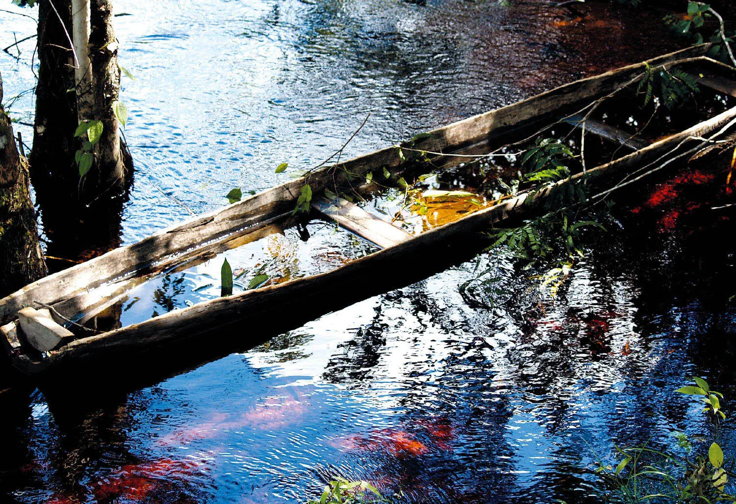 Canoa en el río Yapú Vaupés Foto CEMI Leonardo Parra Contenido - фото 4