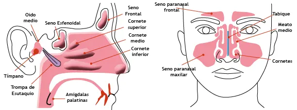 Figura 329 Anatomía de nariz y senos paranasales La nariz tiene dos - фото 82
