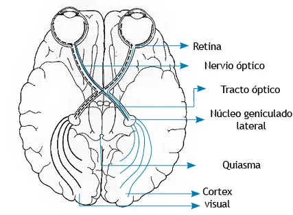 Figura 33 Sistema visual ojo nervio óptico núcleos cerebrales corteza - фото 55