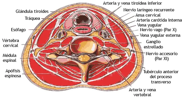 Figura 32Estructuras anatómicas del cuello Gran complejidad Un examen - фото 54