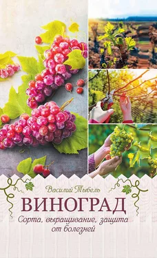 Василий Тыбель Виноград. Сорта, выращивание, защита от болезней обложка книги